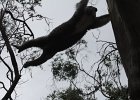 2011-07-17 10.12.02  Proof that Koalas can actually move quickly when they want to.  That, or terrifying drop bears.  (Great Otway National Park, Cape Otway, Victoria, Australia)